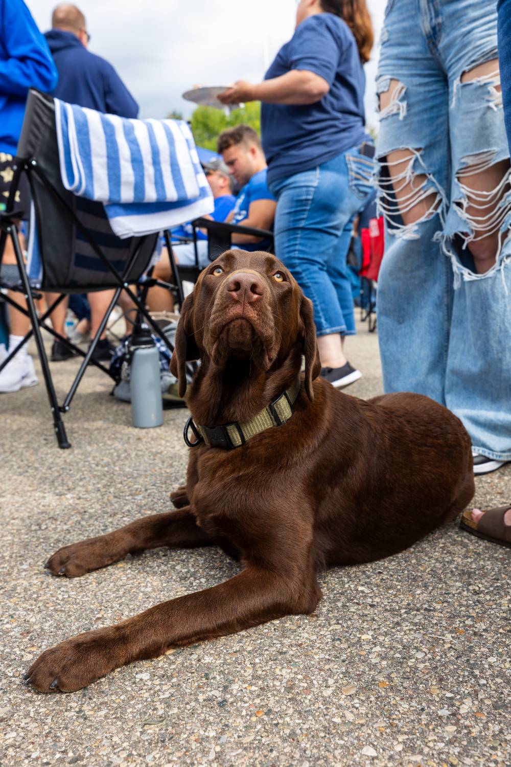 Brown dog poses for a picture during tailgate.